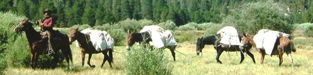 for web page HJ leading 4 pack mules