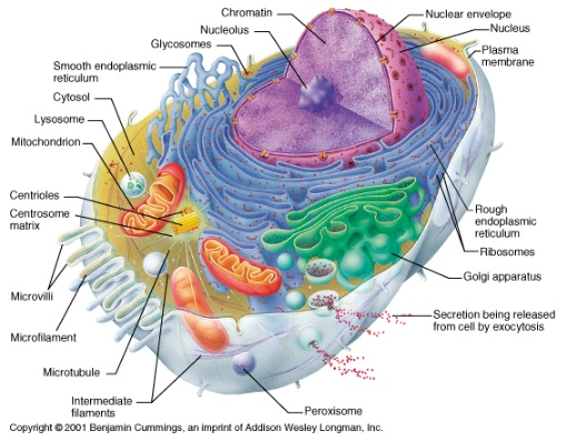 eukaryotic cell