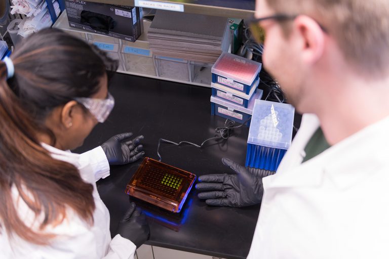 Colorado State University Chemical and Biological Engineering post doctoral researcher Gayani Dedduwa Mudalige and undergraduate research assistant Ramsey Smith work on computer-guided protein and DNA engineering in Christopher Snow’s lab, June 15, 2018.