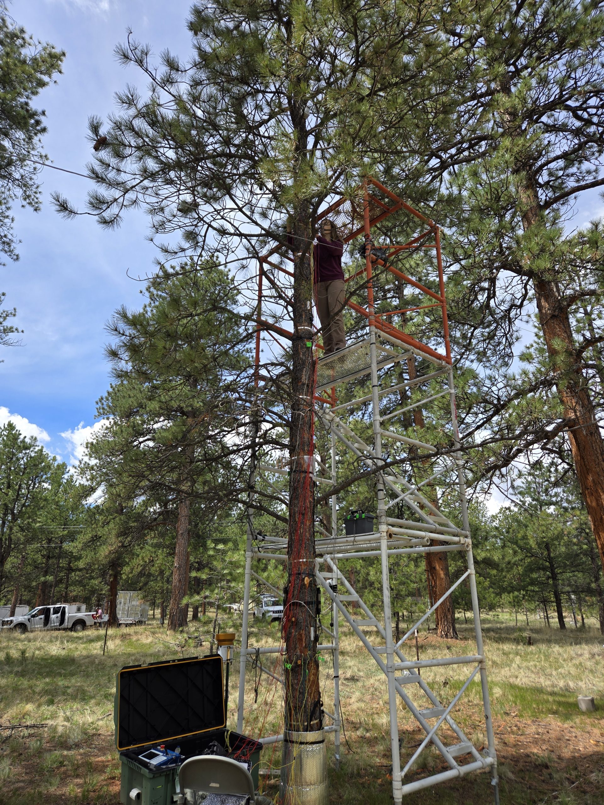 Researcher installing electrodes in a tree with scaffolding in forest.