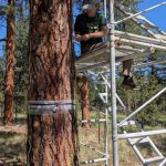 Woman on scaffolding takes measurements of tree.