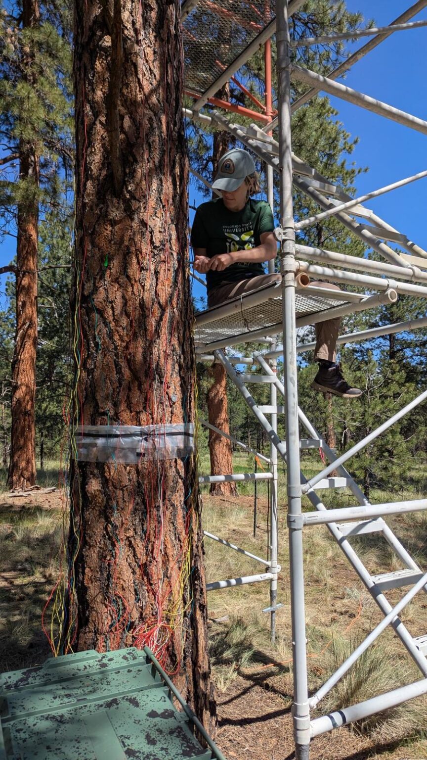 Woman on scaffolding takes measurements of tree.