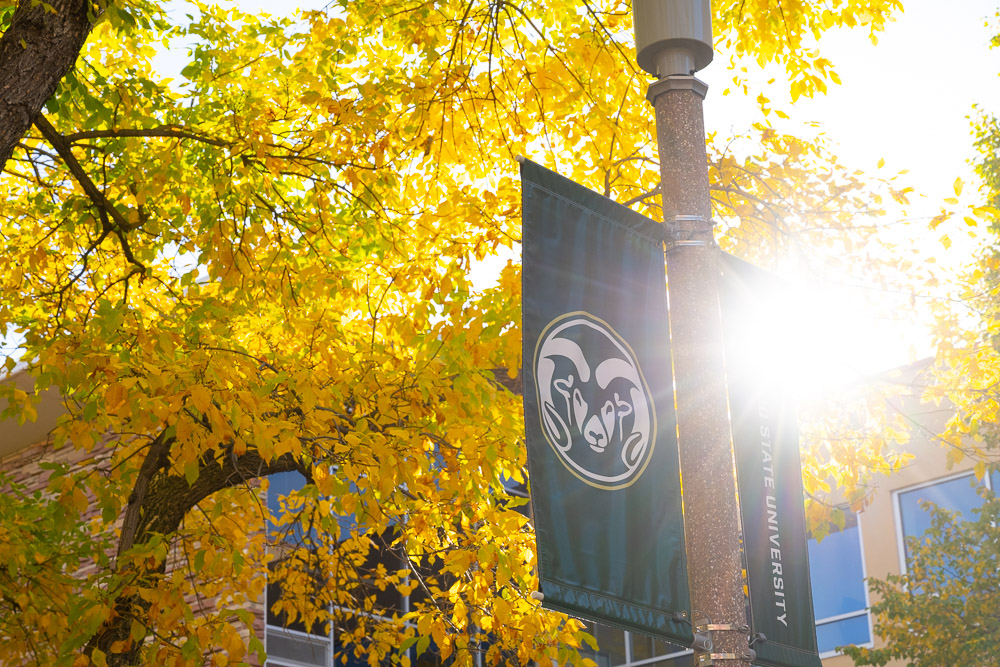 Photo of CSU Ram Head Banner on lamp post
