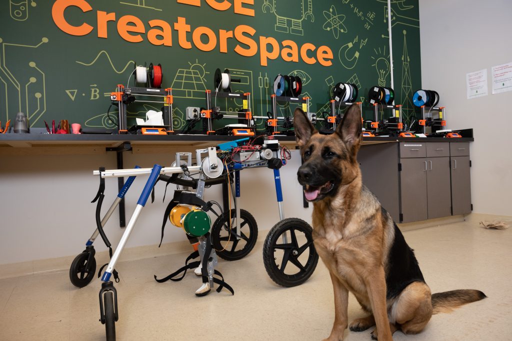 German Shepherd standing in front of canine exoskeleton device