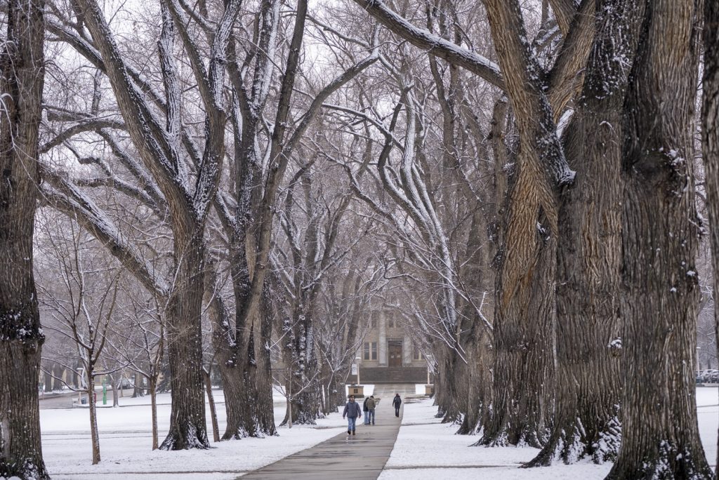 student walks down sidewalk between row of trees