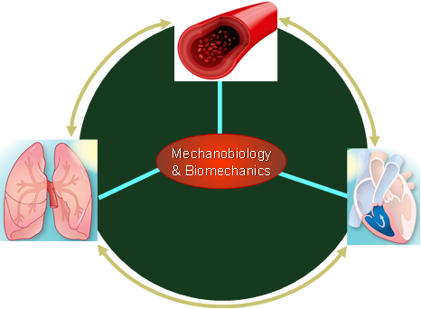 Mechanobiology and Biomechanics Diagram