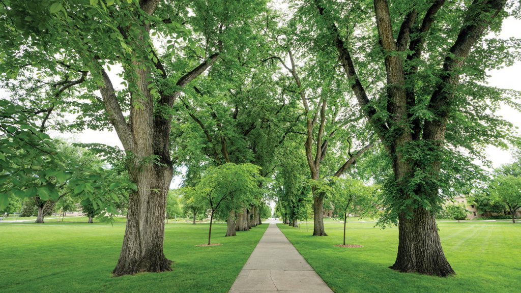 Trees line either side of a pathway at the Colorado State University Oval
