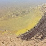 Algae Bloom along the water's edge