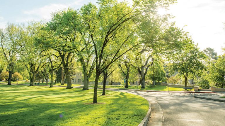 Trees on the Oval with sunshine