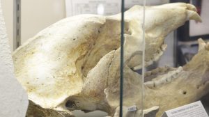 Fossil skull