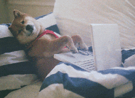 Dog typing on a keyboard