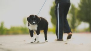 A small dog on a leash