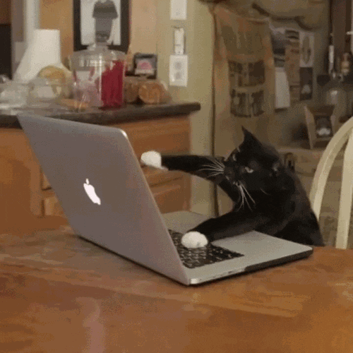 A humorous gif of a cat typing on a keyboard