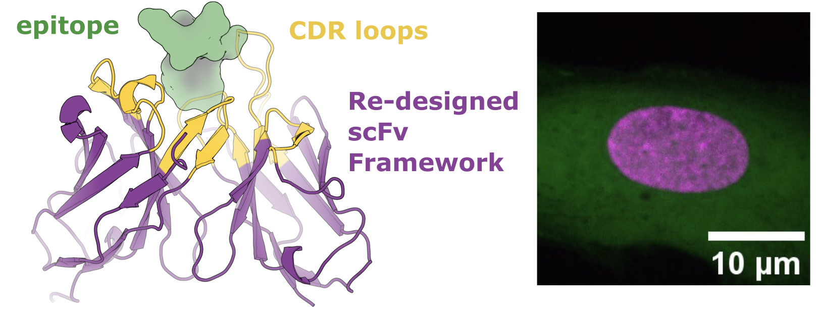 Illustration of the AI design of peptide-binding scFvs