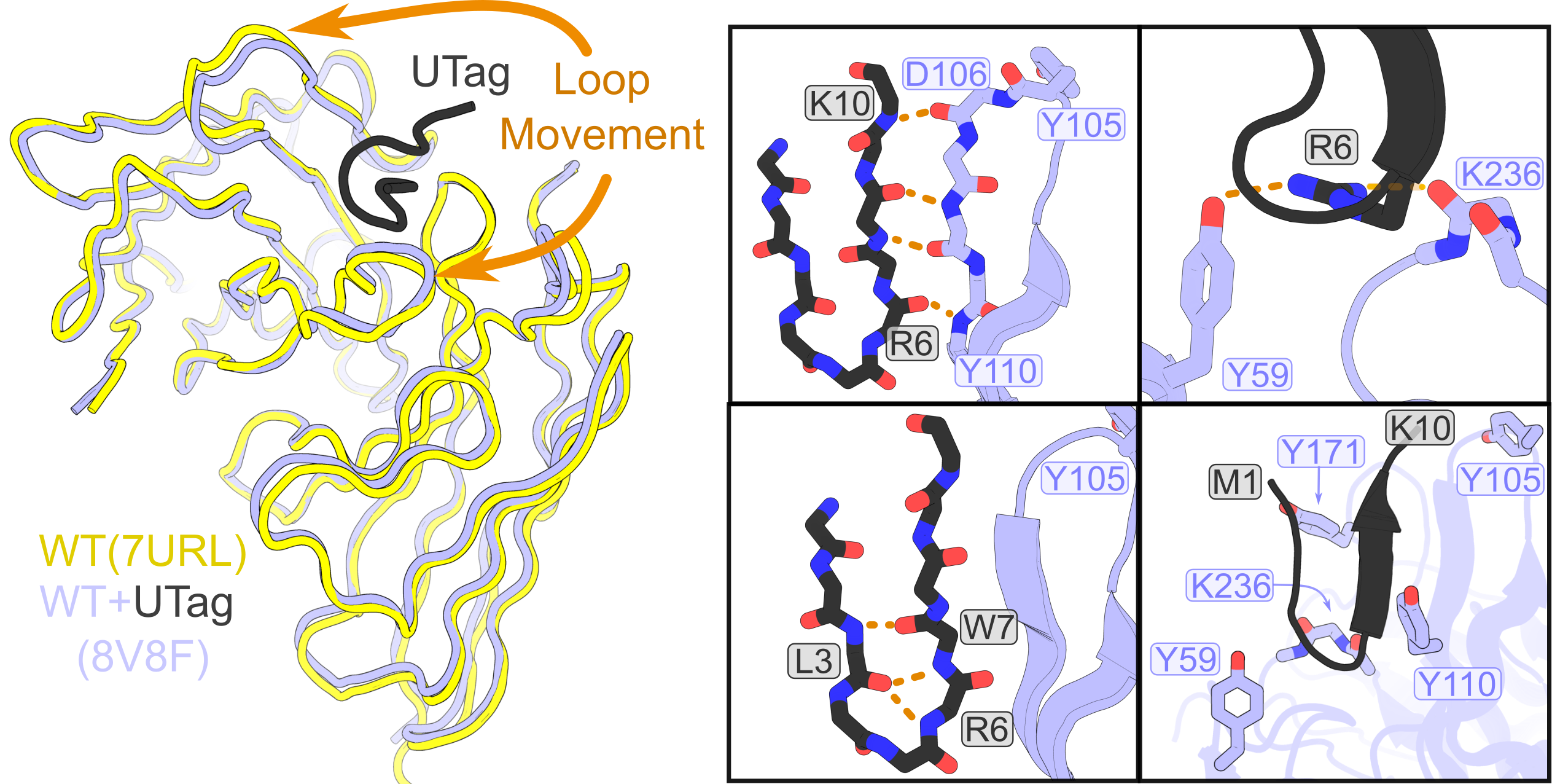 Illustration of the cysteine-free UTag intrabody system for tracking single-mRNA translation in live cells