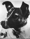 Laika