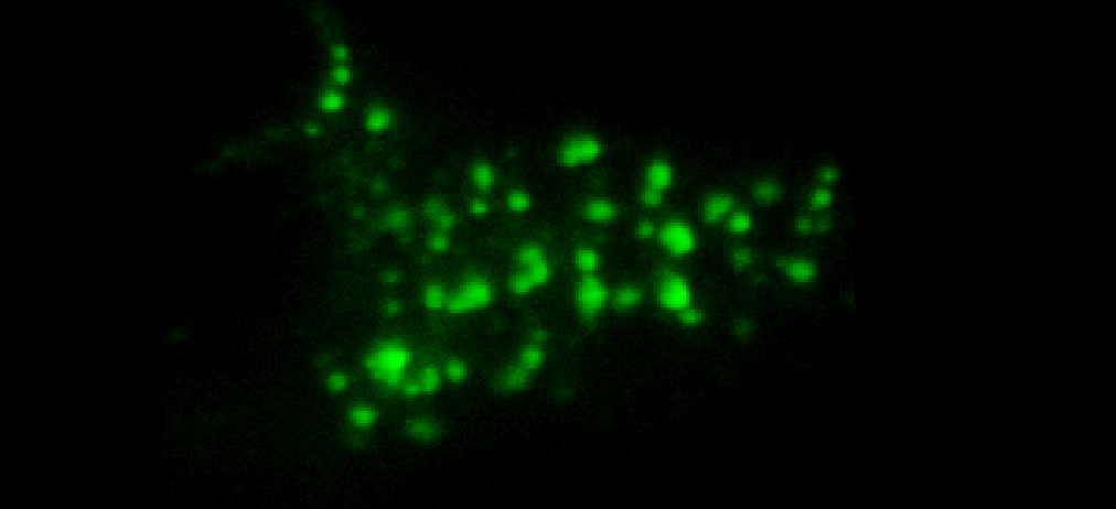 Membrane Dynamics